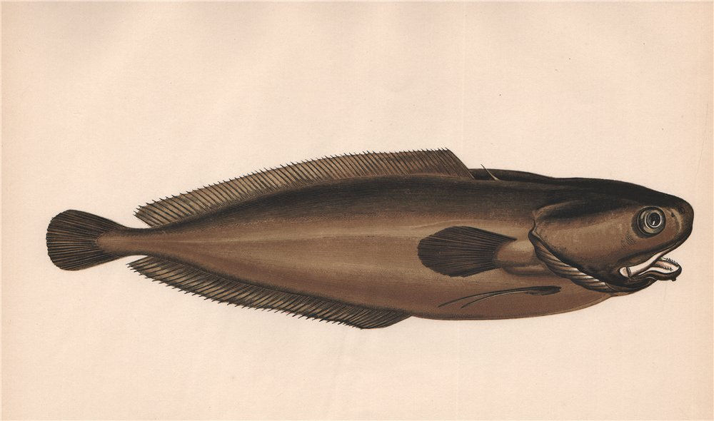 Associate Product LESSER FORKBEARD. Raniceps raninus, Tadpole Fish. COUCH 1862 old antique print