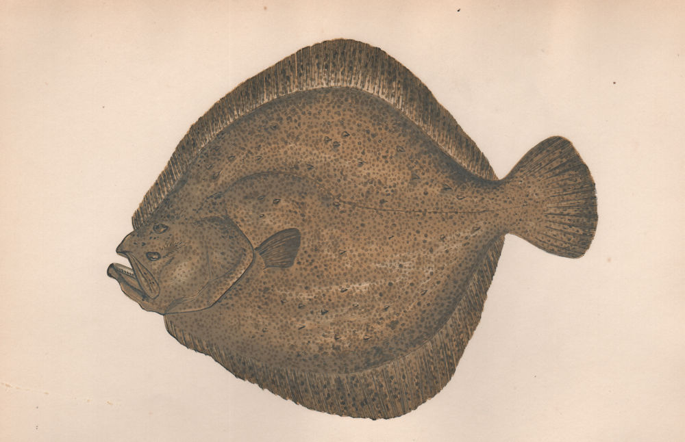 TURBOT. Bannock Fleuk, Scophthalmus maximus. COUCH. Fish 1862 old print