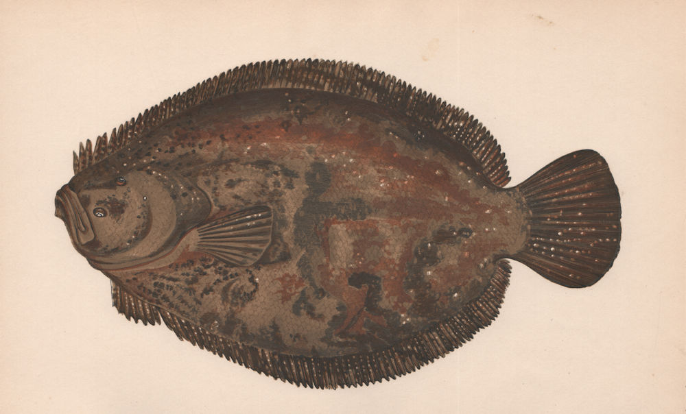 Associate Product BRILL. Scophthalmus rhombus, Griet, Rombo, Lugaleef, Barbue. COUCH. Fish 1862