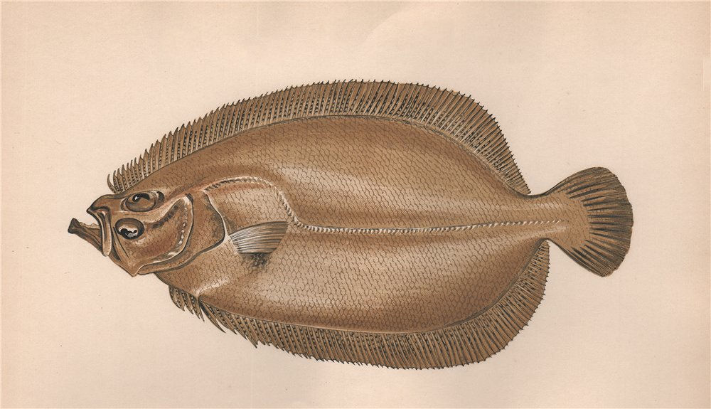 Associate Product MEGRIM. Lepidorhombus whiffiagonis, Whiff, Sail fluke. COUCH. Fish 1862 print