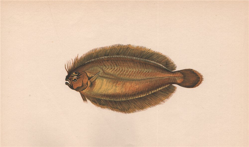Associate Product SCALDFISH. Arnoglossus laterna, megrim. COUCH 1862 old antique print picture