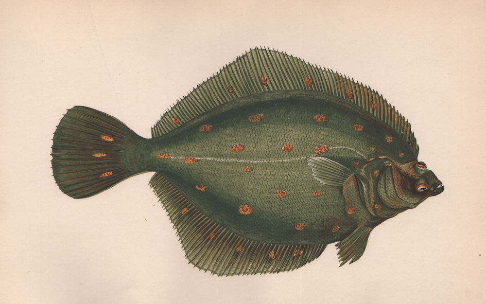 Associate Product PLAICE. Pleuronectes platessa. COUCH. Fish 1862 old antique print picture