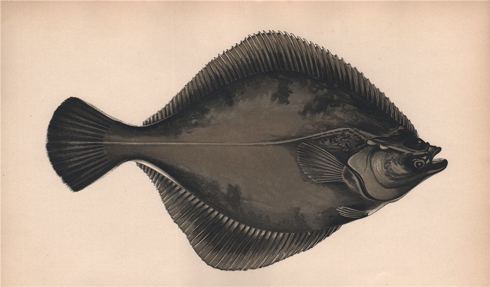 EUROPEAN FLOUNDER. Platichthys flesus, Fluke. COUCH. Fish 1862 old print