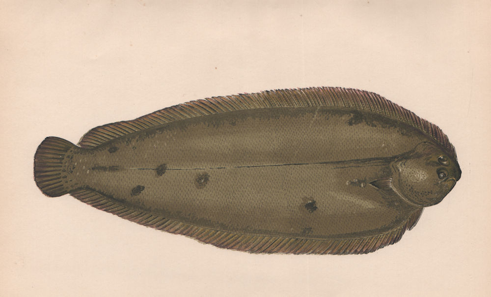 SOLE. Buglossus, Pleuronectes solea, Solea vulgaris. COUCH. Fish 1862 print