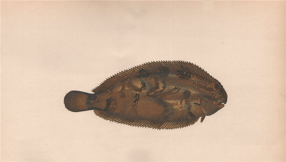 Associate Product THICKBACK SOLE Microchirus variegatus Sole panachée Variegated S COUCH Fish 1862