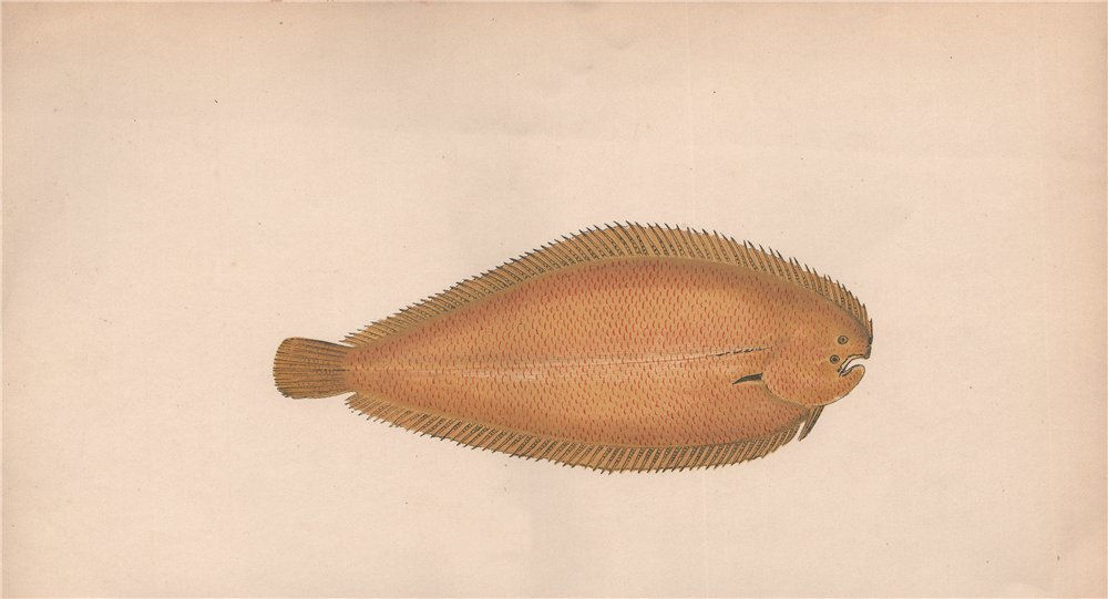 SOLENETTE. Yellow Sole, Buglossidium luteum. COUCH. Fish 1862 old print