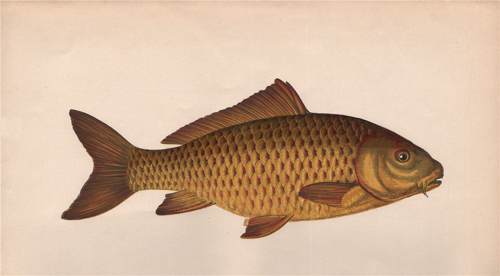 CARP. Cyprinus Carpio. COUCH. Fish 1862 old antique vintage print picture