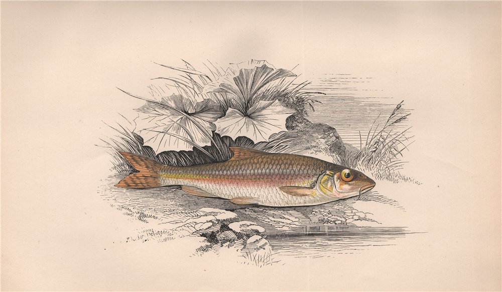 GUDGEON. Gobio Gobio Gobio. COUCH. Fish 1862 old antique vintage print picture