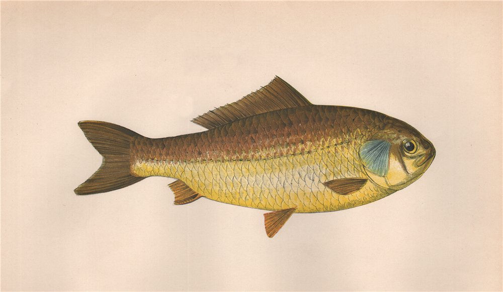 PRUSSIAN CARP. Carassius gibelio, Silberkarausche, Giebel. COUCH. Fish 1862