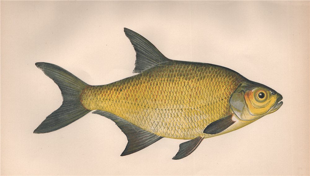 COMMON BREAM. Abramis brama, freshwater/lake/bronze/carp bream. COUCH. Fish 1862
