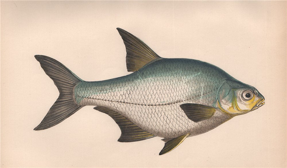WHITE BREAM. Cyprinus Latus, Cyprinus/Abramis/Cyprinus Blicca. COUCH. Fish 1862