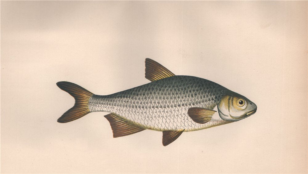 Associate Product POMERANIAN BREAM. Cyprinus Buggenhagii, Abramis Buggenhagii. COUCH. Fish 1862