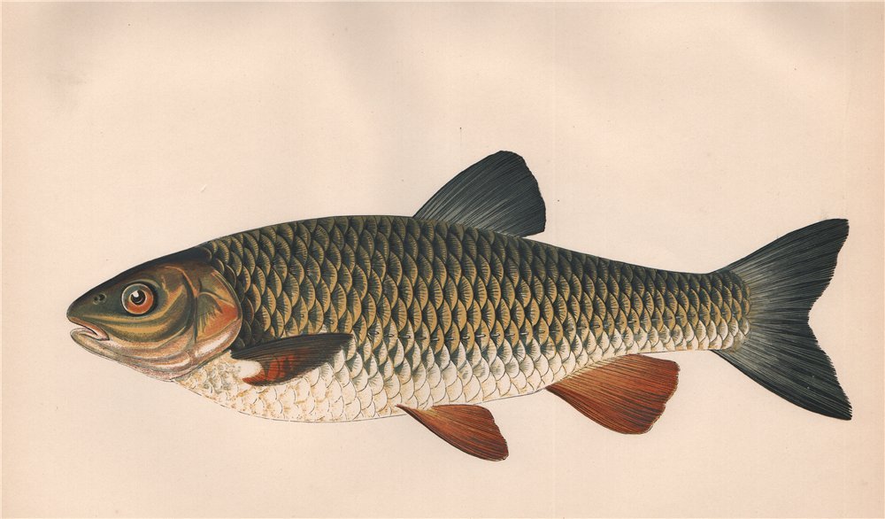 Associate Product CHUB. Chevin; Capito, Cyprinus cephalus/Jeses, Leuciscus. COUCH. Fish 1862