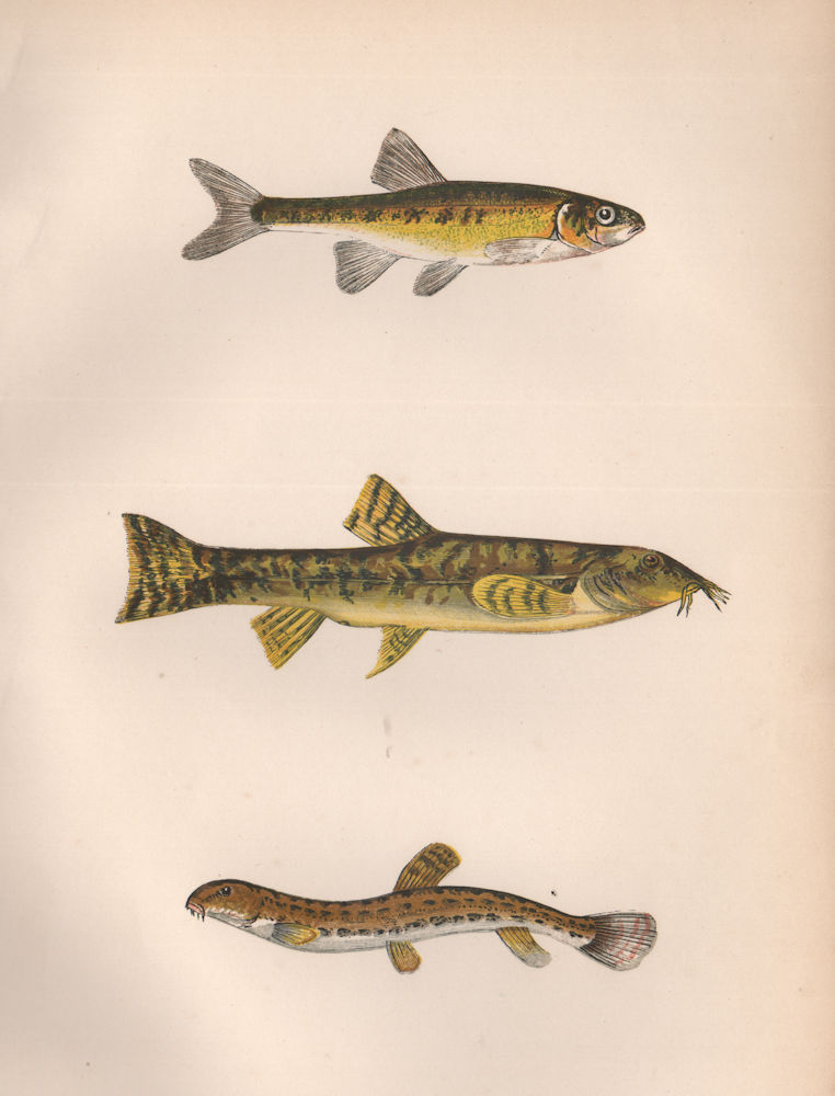 Associate Product MINNOW STONE/SPINED LOACH P phoxinus B barbatulus Cobitis taenia COUCH Fish 1862