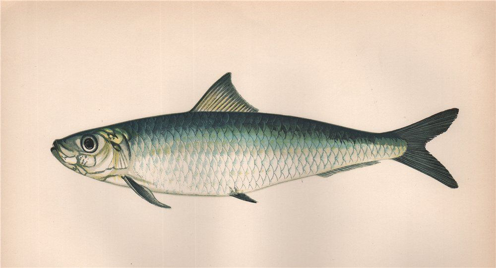 EUROPEAN PILCHARD. Sardina pilchardus. COUCH. Fish 1862 old antique print