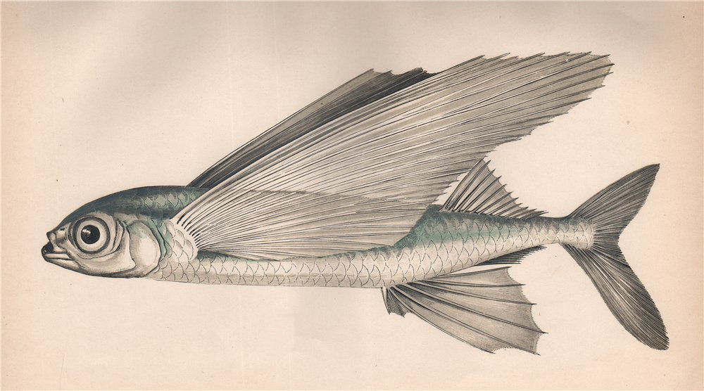 GREATER FLYING FISH. Hirundo Plinii Mugil alatus Exocaetus exiliens. COUCH 1862