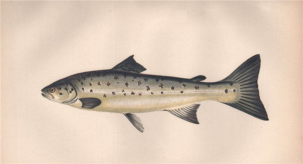 PEAL. Salmon Peal, Bull Trout, Scurf, Trutta Salmonata. COUCH. Fish 1862 print