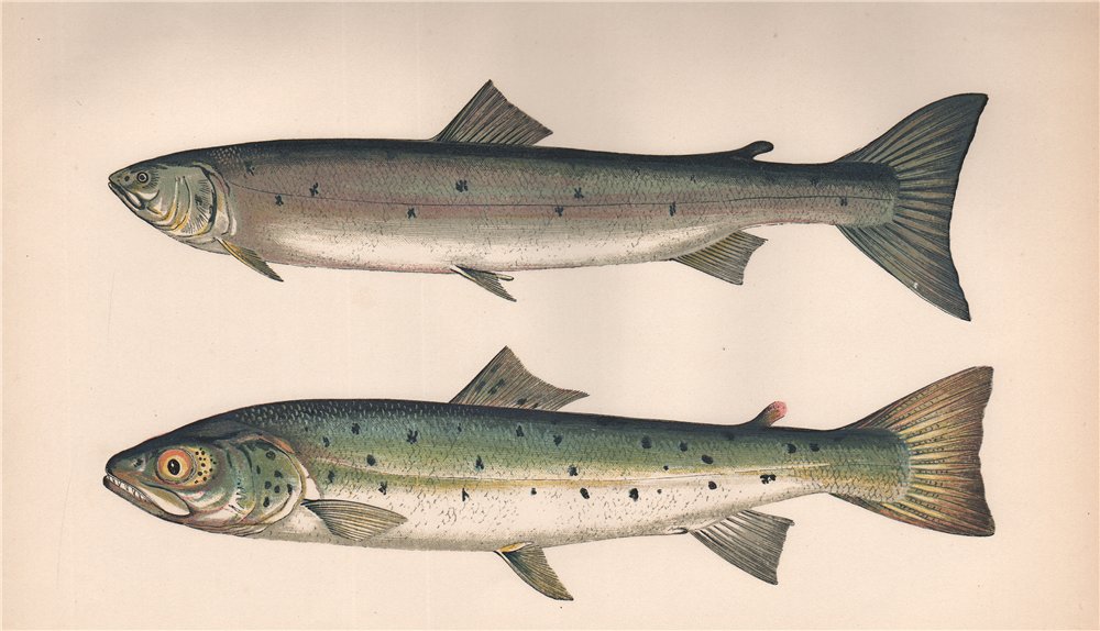 Associate Product SLENDER SALMON BLUE POLE Hucho/gracilis/albus/salar Whitling COUCH Fish 1862