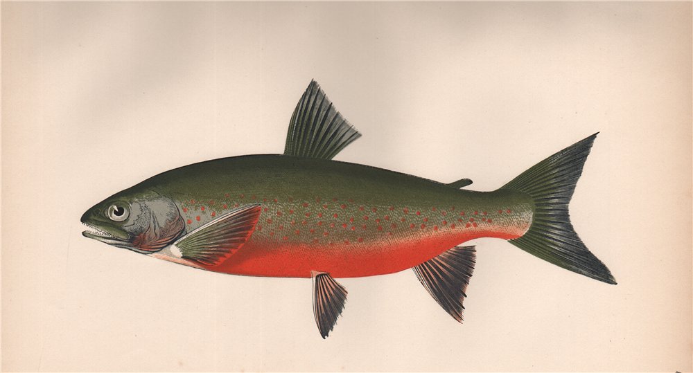 Associate Product WILLOUGHBY'S CHAR. Umbra minor, Torgoch, Salmo Willoughbii. COUCH. Fish 1862