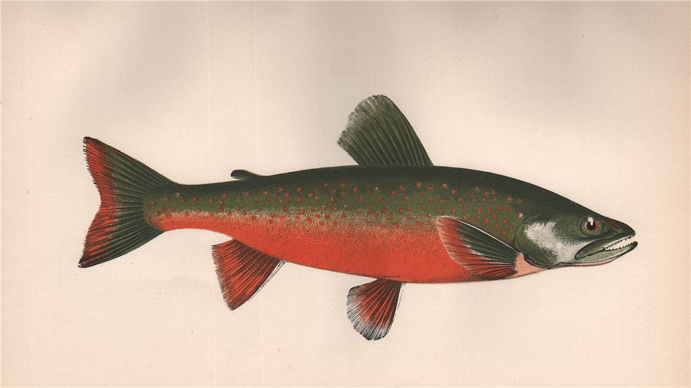 TORGOCH Salvelinus alpinus alpinus Arctic Char Salmo Cambricus COUCH Fish 1862