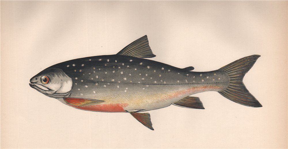 Associate Product ARCTIC CHARR Salvelinus alpinus Torgoch Hudson Bay Salmon COUCH Fish 1862