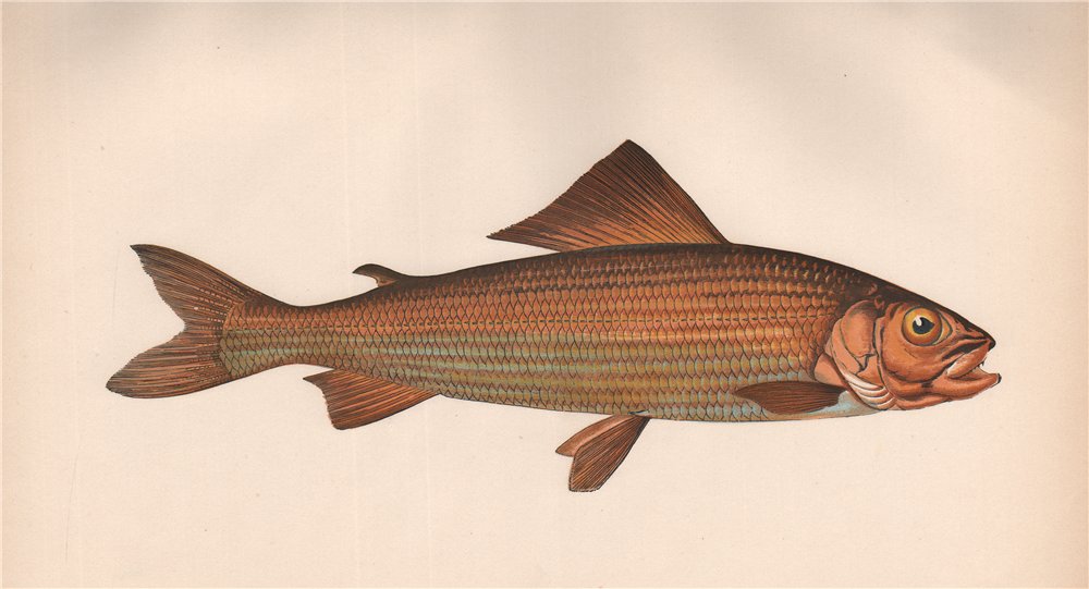 Associate Product GRAYLING. Umber, Coregonus thymallus, Thymallus vulgaris. COUCH. Fish 1862