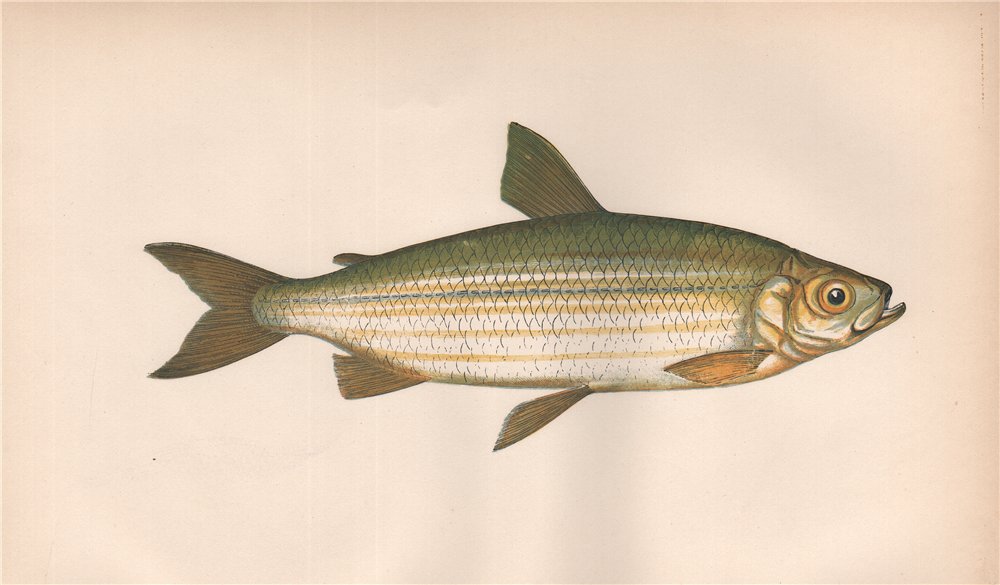 VENDACE. Coregonus Willoughbii, Vendace, Salmo maraenula. COUCH. Fish 1862