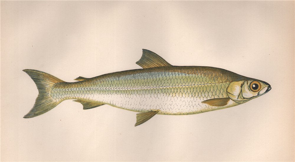Associate Product IRISH POLLAN Coregonus pollan Coregonus autumnalis Arctic Cisco COUCH Fish 1862