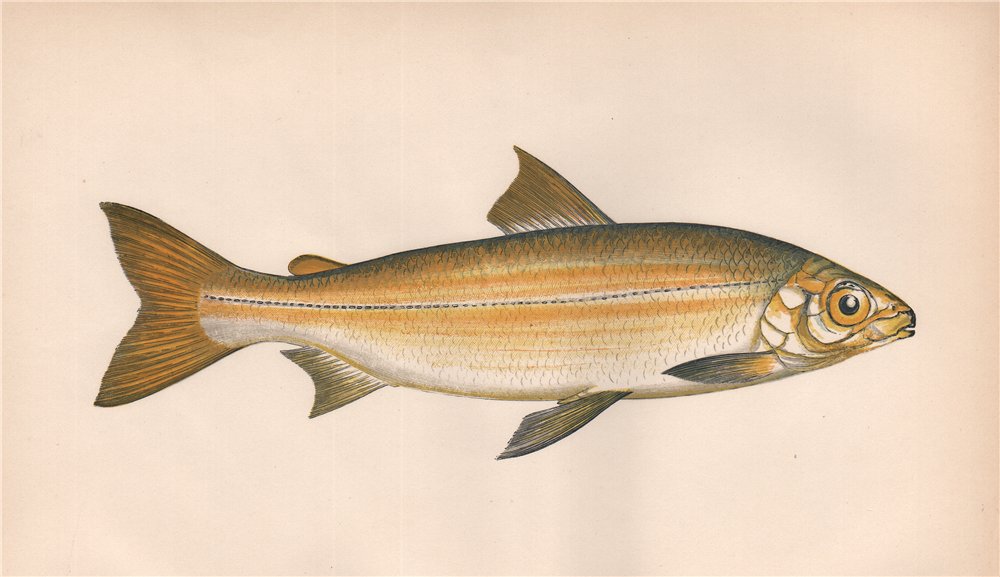 POWAN. Coregonus lavaretus, Schelly, Pollan, Lavaret, Houting. COUCH. Fish 1862