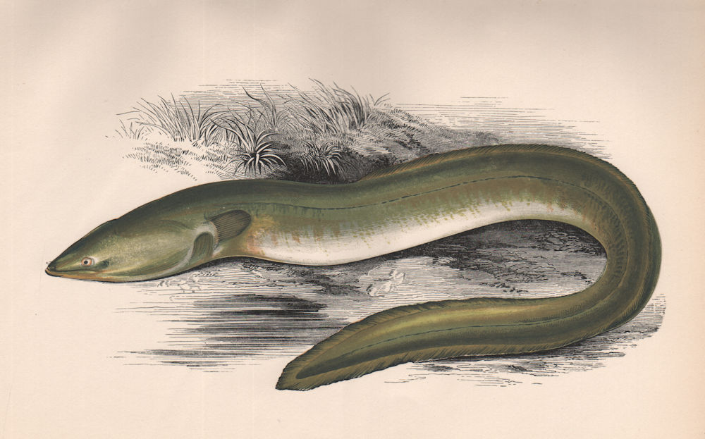 Associate Product SHARP-NOSED EEL. European Eel, Anguilla anguilla/acutirostris. COUCH. Fish 1862