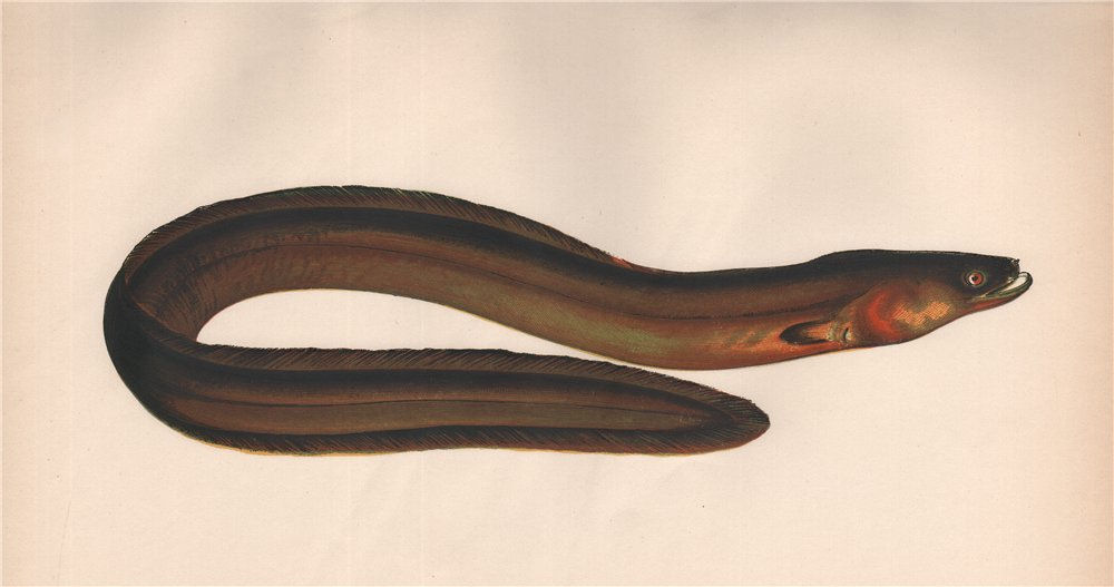 Associate Product BROAD-NOSED EEL. European Eel, Anguilla anguilla/Latirostris. COUCH. Fish 1862