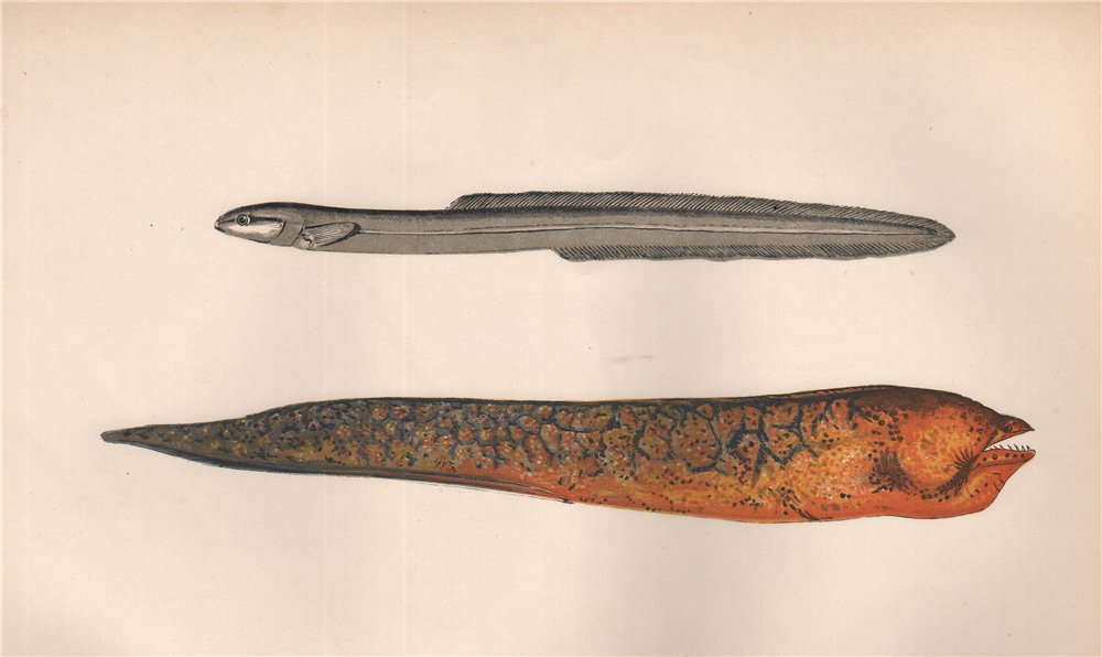 Associate Product ROCK GUNNEL; MORAY EEL. Pholis gunnellus, Muraena helena. COUCH. Fish 1862