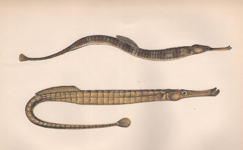 Associate Product GREATER & BROAD-NOSED PIPEFISH. Syngnathus acus & typhle. Sargassum. COUCH 1862