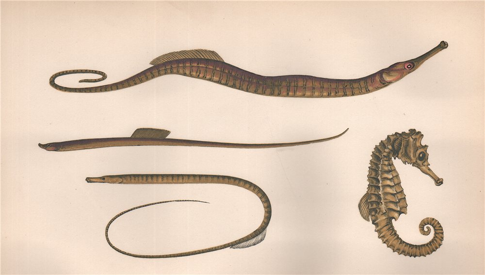Associate Product SNAKE, WORM & STRAIGHT-NOSED PIPEFISH; SEAHORSE. Hippocampus. COUCH 1862 print