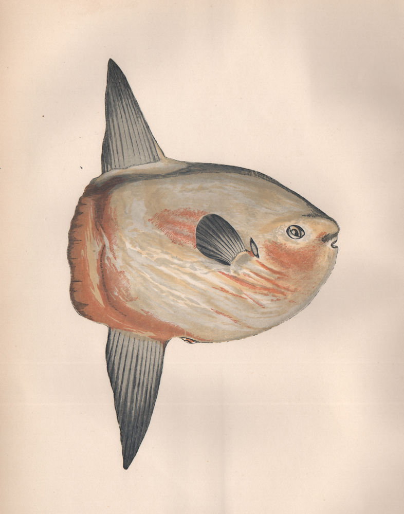 Associate Product SUNFISH. Tetraodon mola, Cephalus brevis, Orthagoriscus mola. COUCH 1862 print