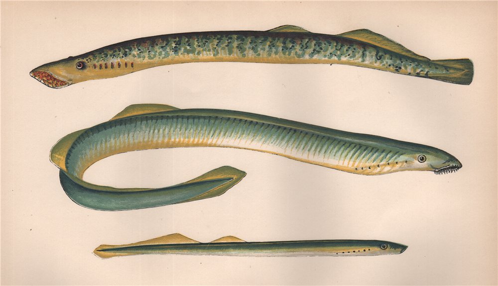 SEA SILVER & EUROPEAN RIVER LAMPREY Lampern Petromyzon marinus COUCH Fish 1862