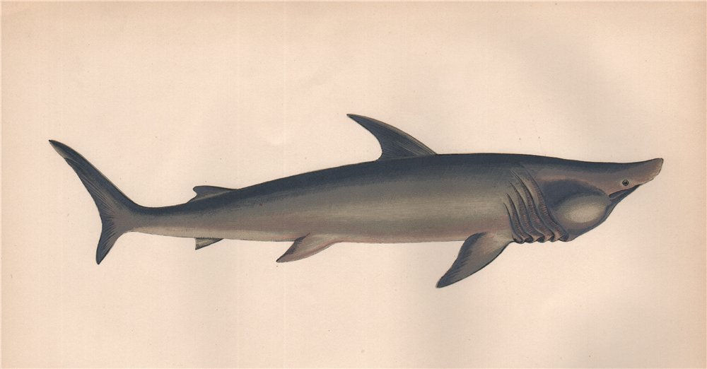 BASKING SHARK. Broad-headed Gazer. Cetorhinus maximus. COUCH. Fish 1862 print