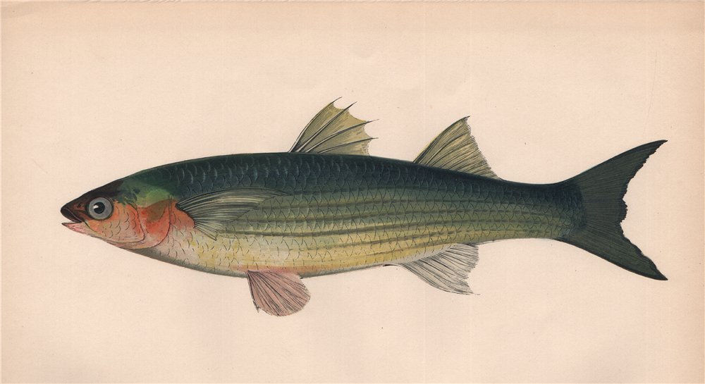 Associate Product GOLDEN GREY MULLET. Long-finned Grey Mullet, Liza aurata. COUCH. Fish 1862