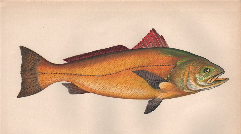 Associate Product SCIAENA deliciosa or callaensis. Fish. COUCH 1862 old antique print picture