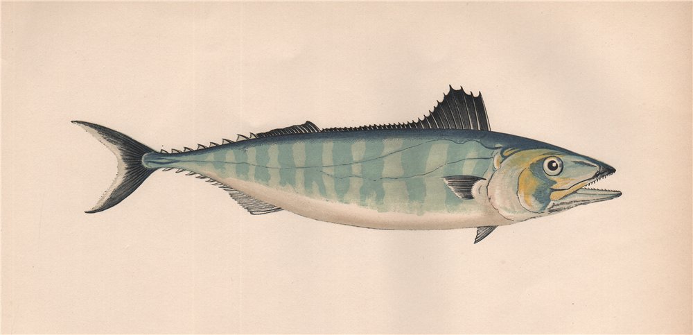 Associate Product BONITO. Sarda Sarda, Short-finned Tunny, Pelamide. COUCH. Fish 1862 old print