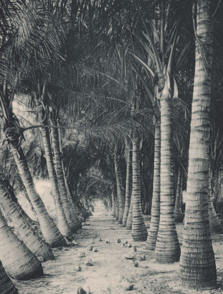 Cocoanut Palm Avenue at Lake Worth, Florida. Albertype print 1893 old