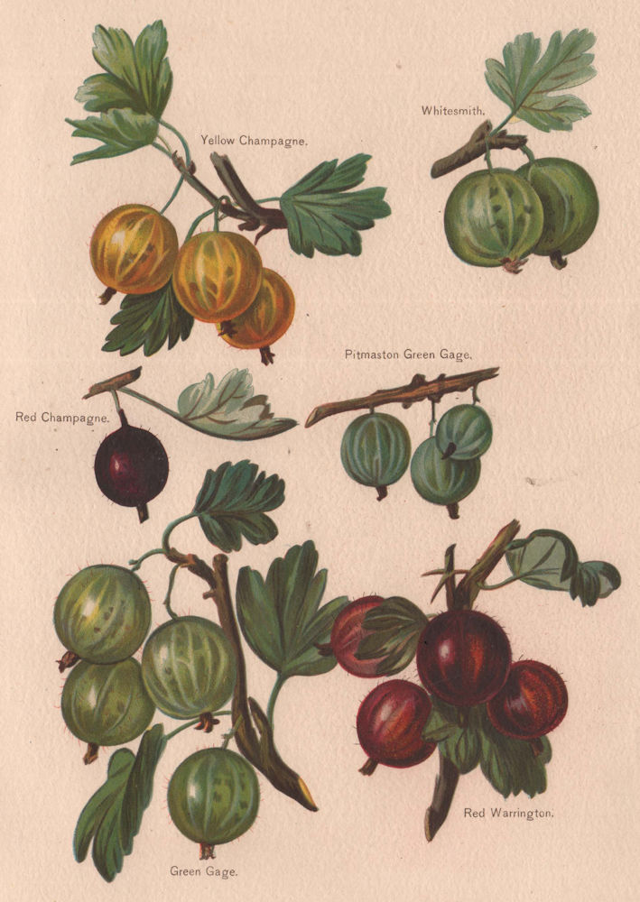 Associate Product PLUMS. Yellow/Red Champagne Whitesmith Pitmaston Green Gage Red Warrington 1892