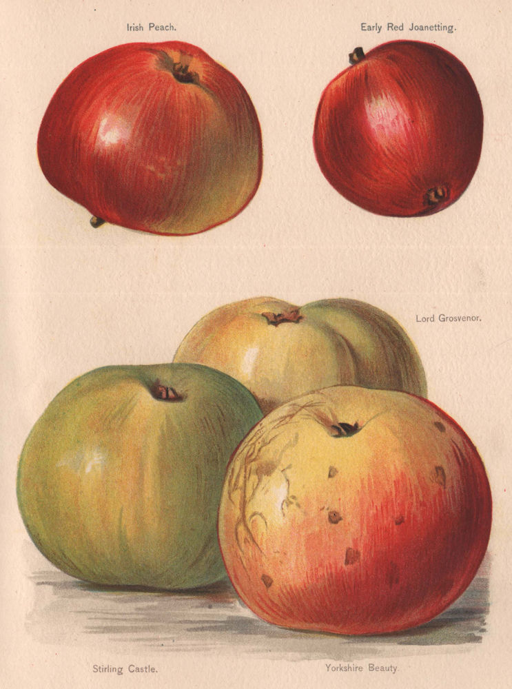 Associate Product APPLES. Irish Peach; Lord Grosvenor; Stirling Castle, Yorkshire Beauty 1892