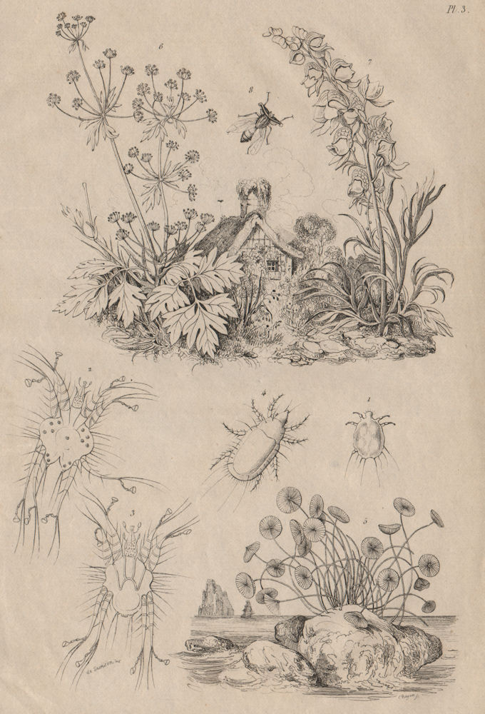 Associate Product Mite. Acetabulaira. Lovage. Aconitum (Monkshood). Achias 1834 old print