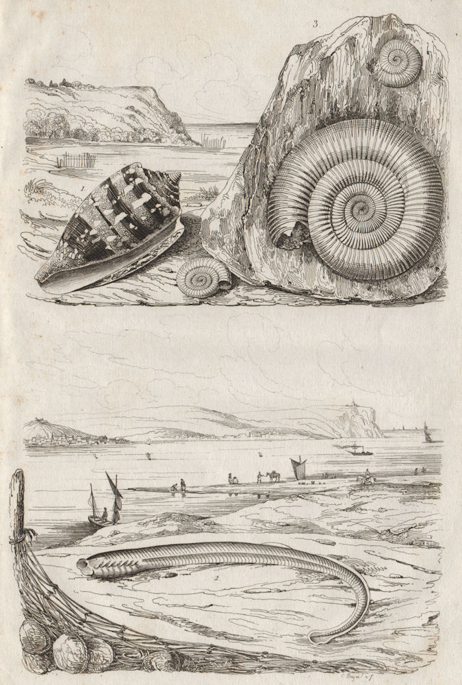 Amiral -Cone (Conidae sea snails). Ammocète. Ammonite 1834 old antique print