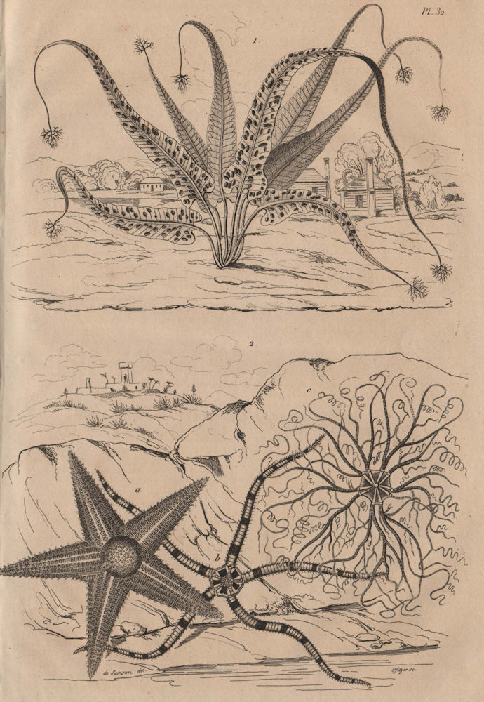 Asplenium ferns. Asterias (Sea stars) 1834 old antique vintage print picture