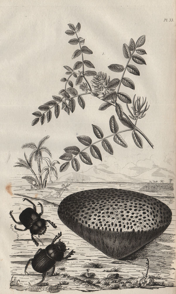 Associate Product Astragalus (milkvetch). Astrea coral. Ateuchus (scarab beetle) 1834 old print