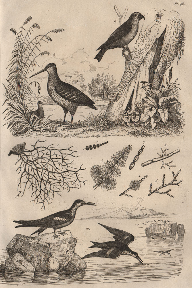 Batrachospermum algae. Woodcock. Red Crossbill. Black skimmer 1834 old print