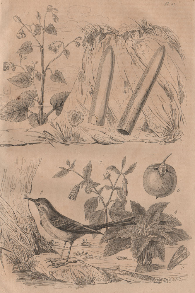 Associate Product Bégone (Begone). Belemnitida. Belladonna. Bergeronnette (Wagtail) 1834 print