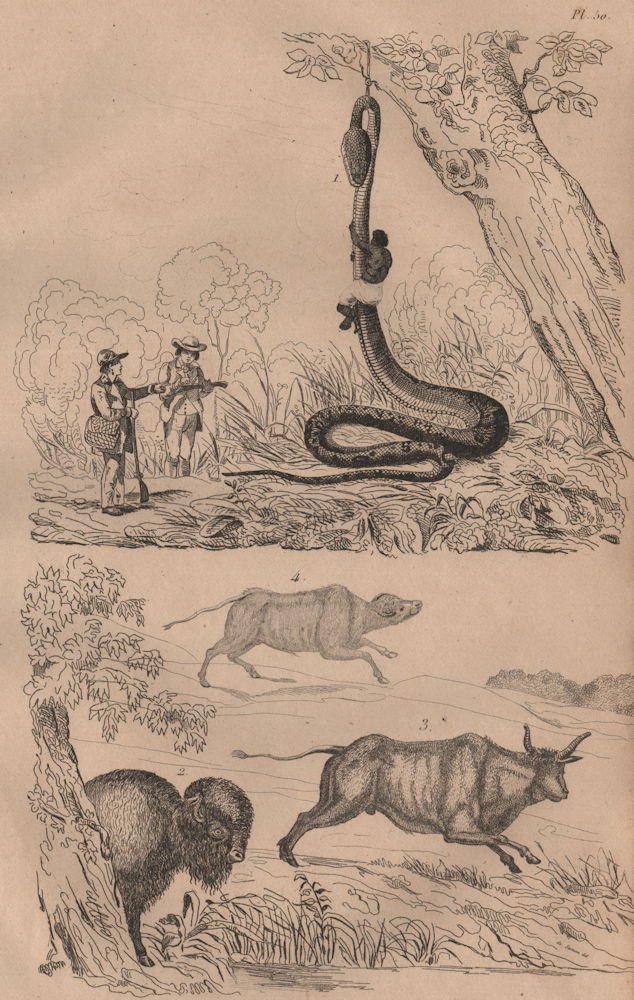 Associate Product ANIMALS. Capturing a Boa Constrictor. Bison. Boeuf (Ox). Buffle (Buffalo) 1834